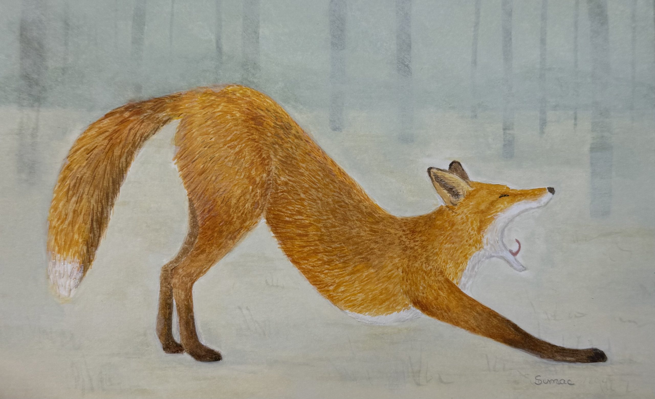 stretching fox signed
