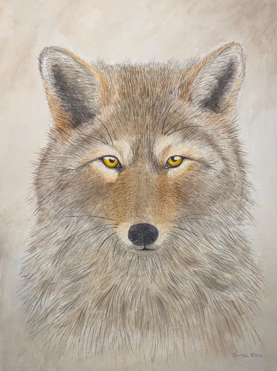 wc eastern coyote 1200 pixy