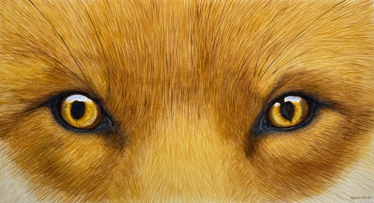wc fox eyes 1200pix