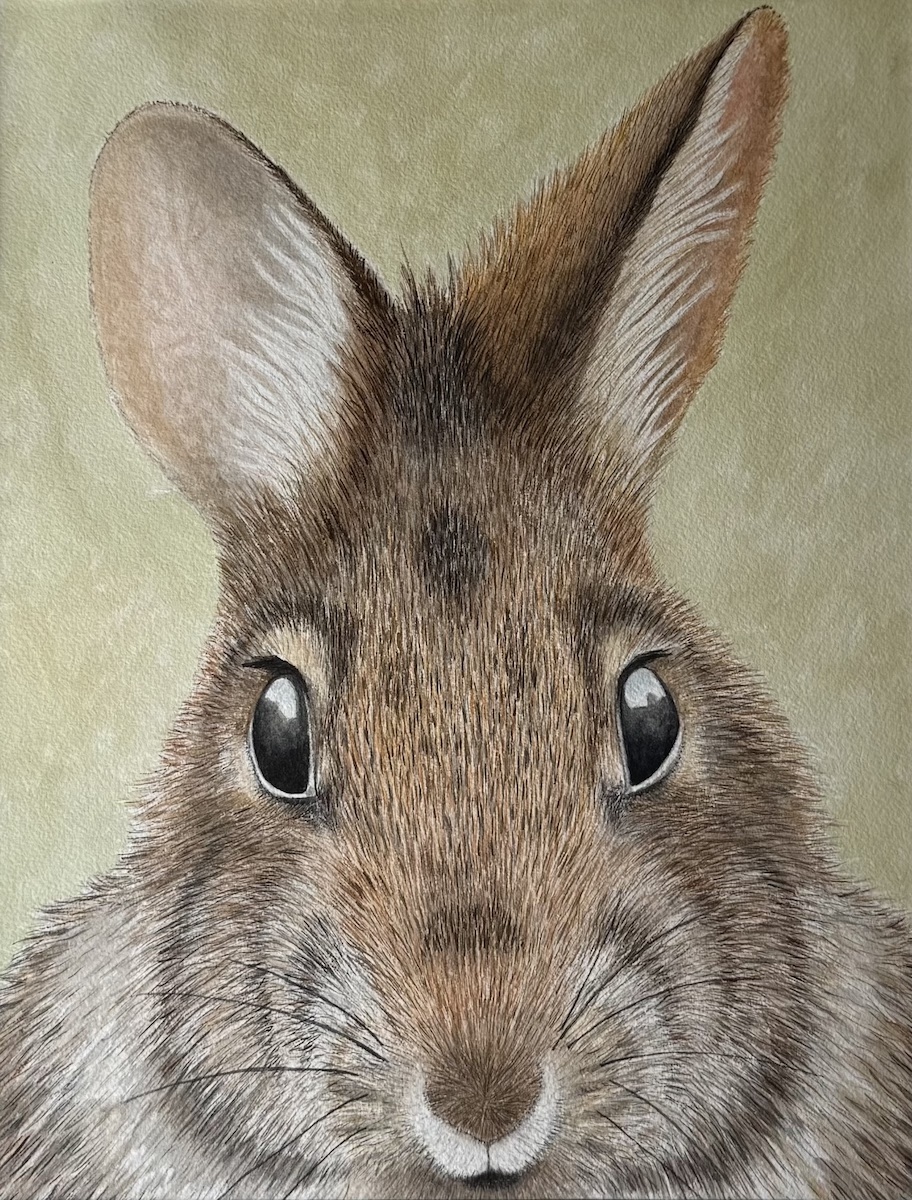 wc new england cotton tail 1200 pix
